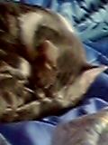 ma chatte